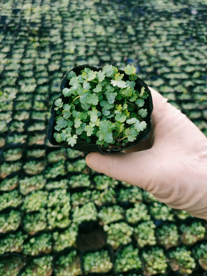 常年出售，四季海棠及各种盆花，绿化用草花
