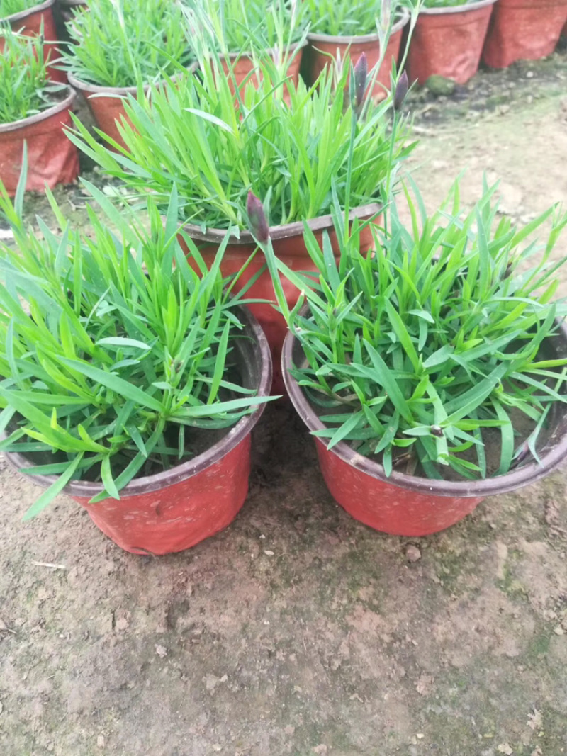 常年出售，四季海棠及各种盆花，绿化用草花