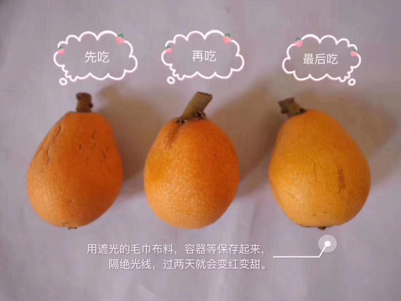自家种枇杷
