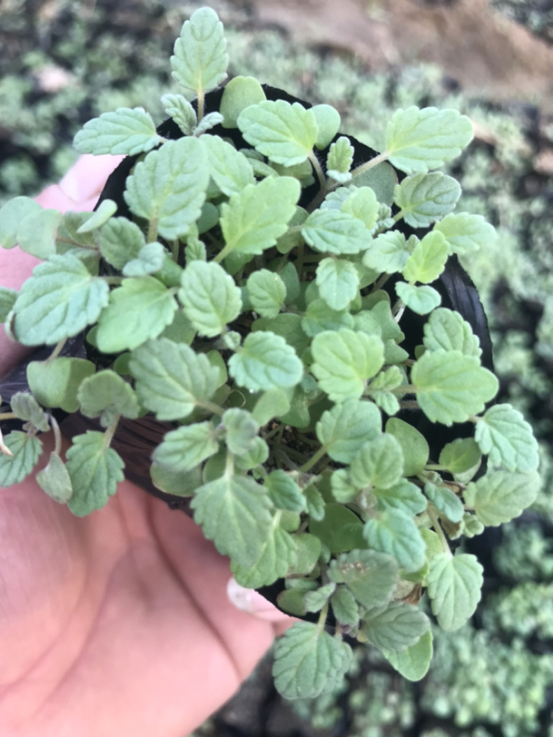 常年出售，四季海棠及各种盆花，绿化用草花