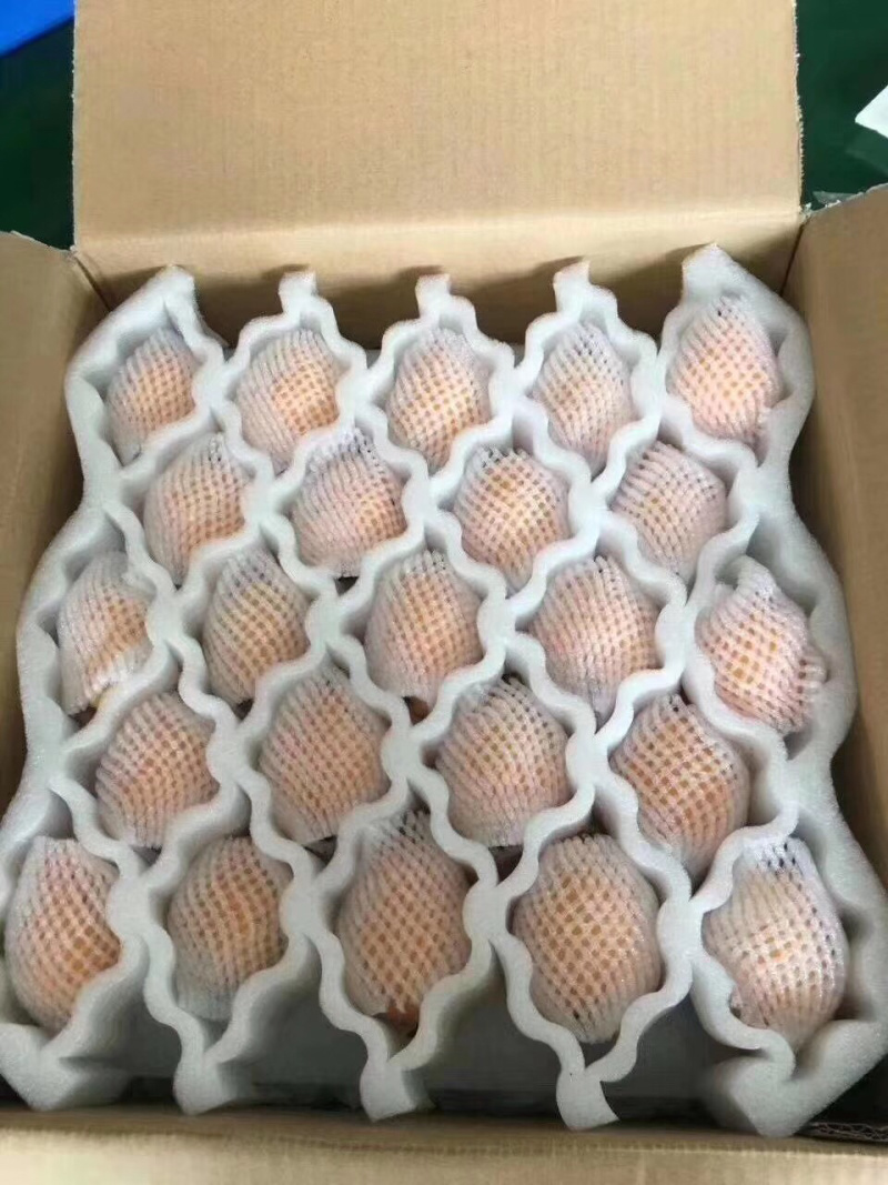 自家种枇杷