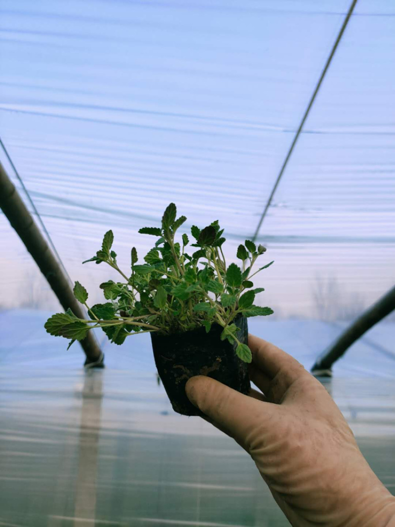 常年出售，四季海棠及各种盆花，绿化用草花