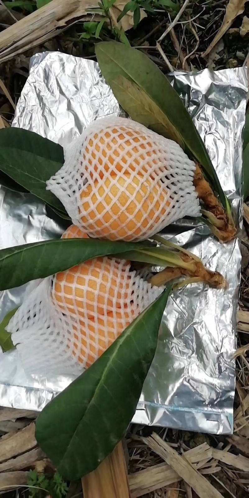 自家种枇杷