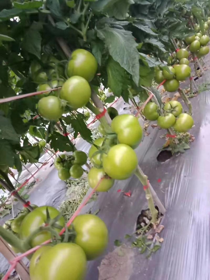 欧诺西红柿籽早春越夏秋延优质品种