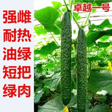 卓越一号高产优质强雌短把油亮高产黄瓜种