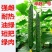 卓越一号高产优质强雌短把油亮高产黄瓜种