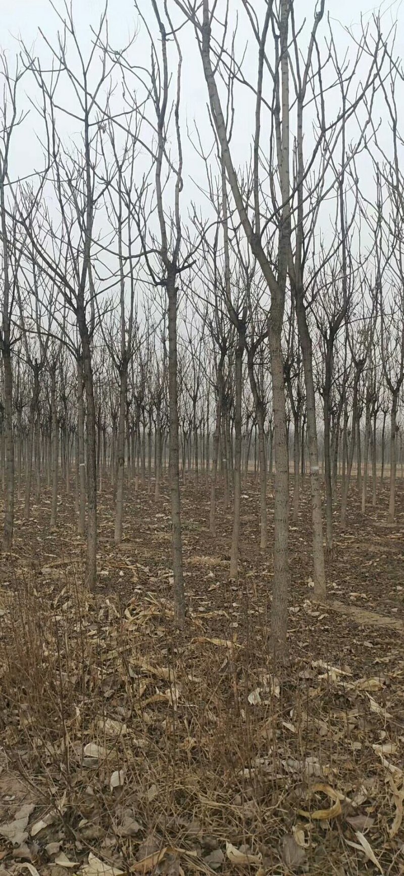 三到二十的春树质优价廉规格全量大