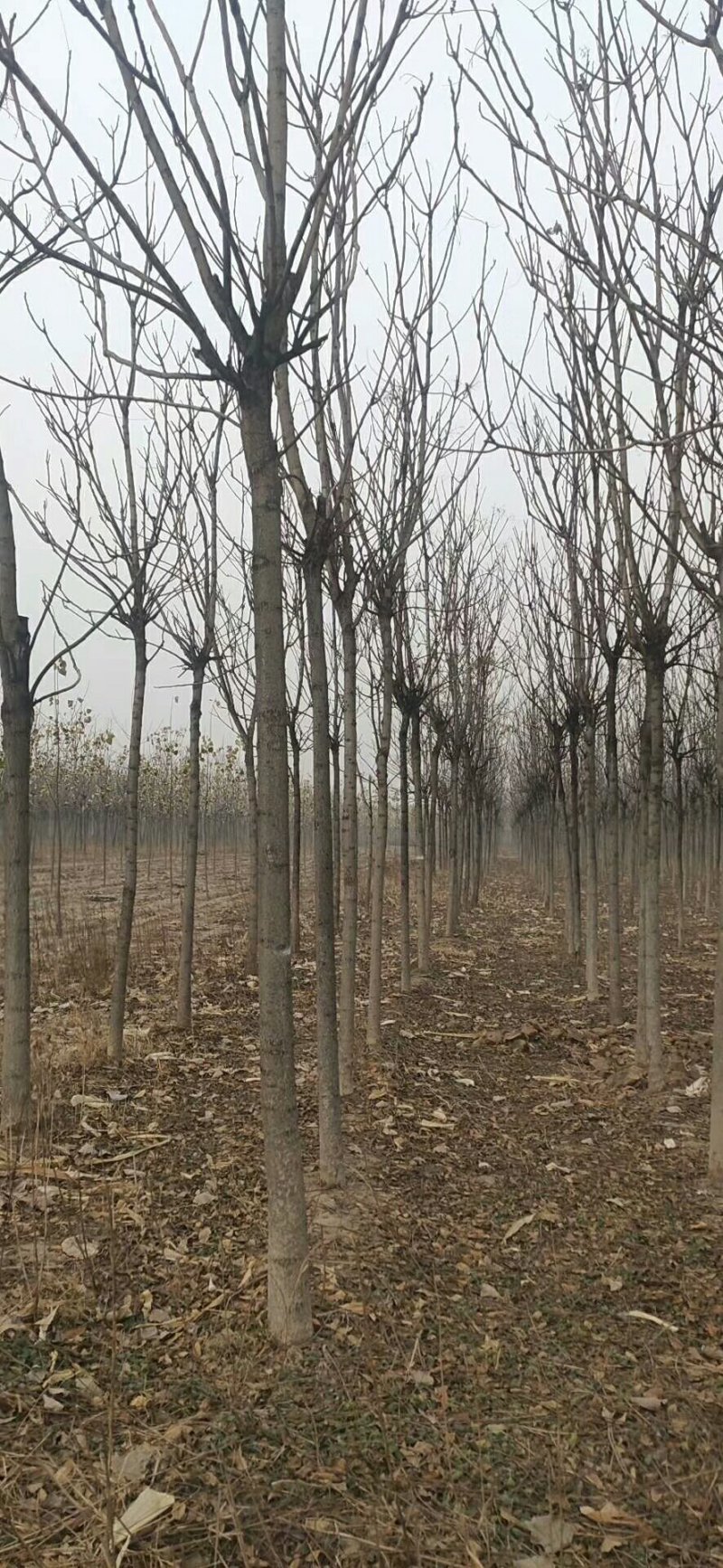 三到二十的春树质优价廉规格全量大