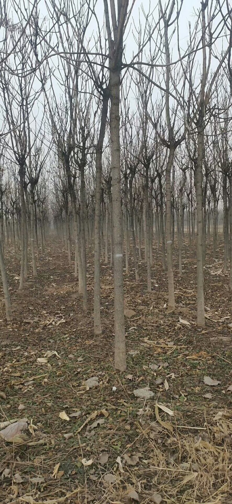 三到二十的春树质优价廉规格全量大