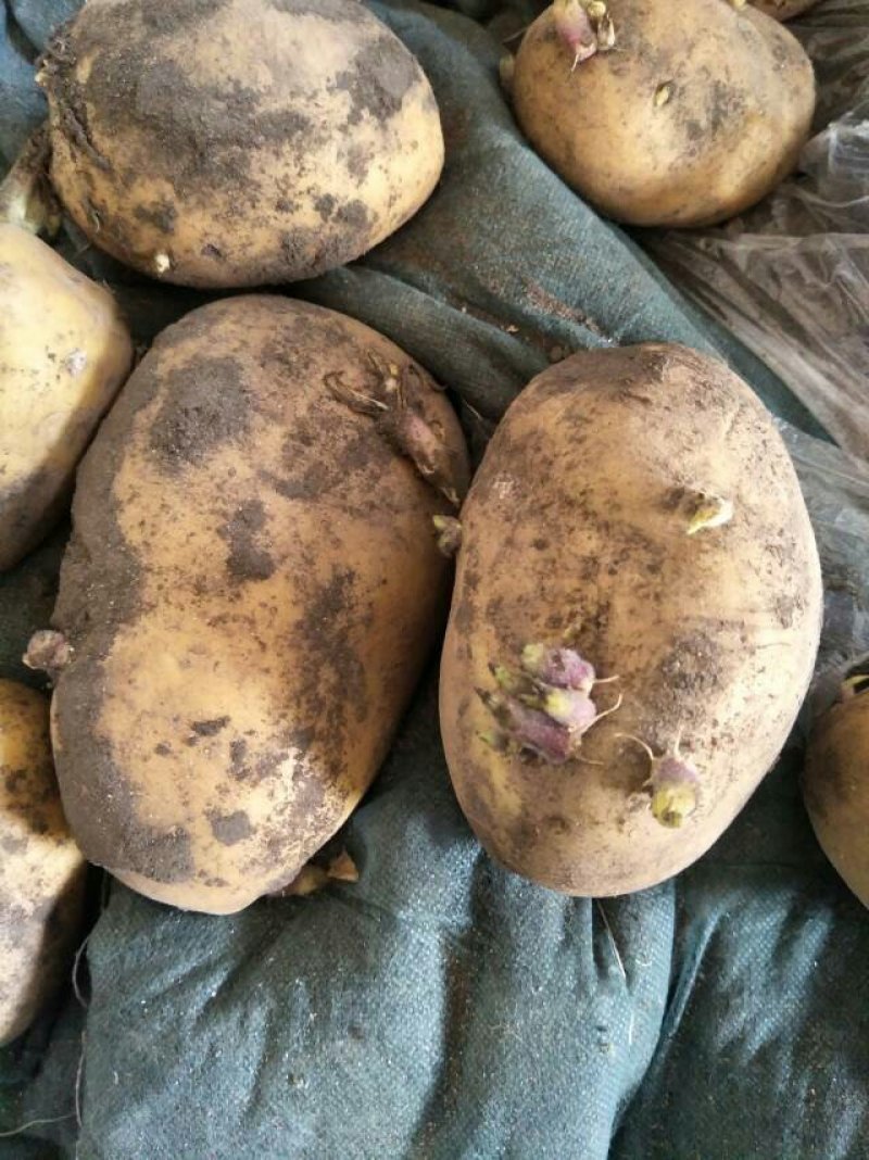 黄心大土豆种现货