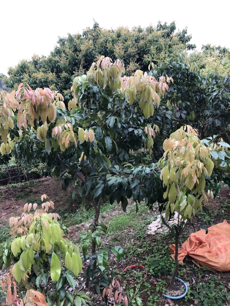 正宗增城基岗村仙进奉