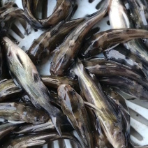 交杂黄骨鱼鱼苗
