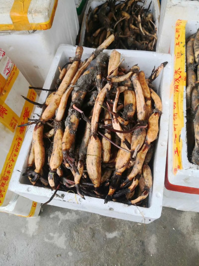 莲藕种苗太空莲36号莲子种苗白花莲红花莲主产莲子莲蓬