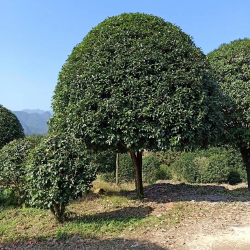 桂花树金桂花树丹桂花树四季桂