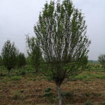 帚桃、龙柱碧桃～～各种规格红叶碧桃青叶碧桃菊花碧桃等
