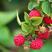 野生树莓苗