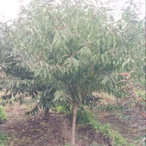 红叶碧桃～～～青叶碧桃、菊花碧桃等各种碧桃