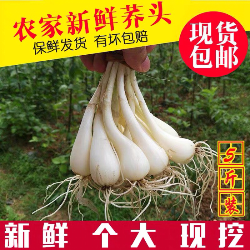 湖南特产藠头叫头教头茭头新鲜上市中，嫩香可口