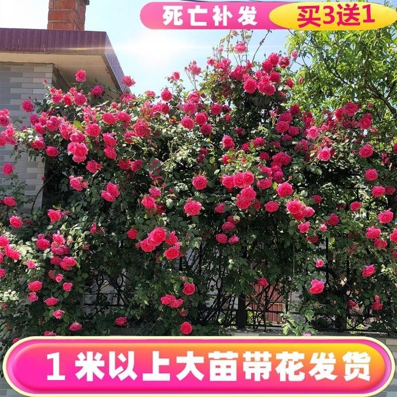 藤欧月蔷薇大苗藤本月季花苗庭院植物花卉玫瑰浓香大花四季开