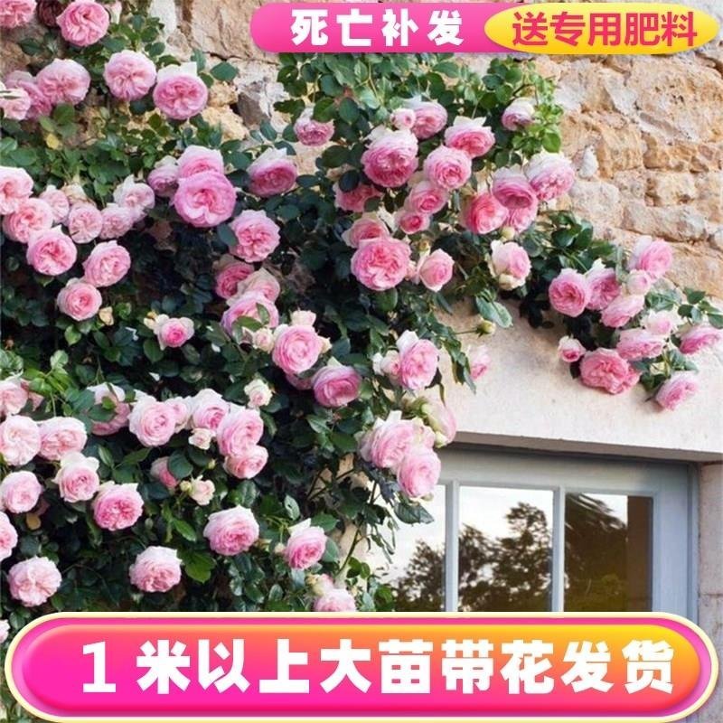 藤欧月蔷薇大苗藤本月季花苗庭院植物花卉玫瑰浓香大花四季开