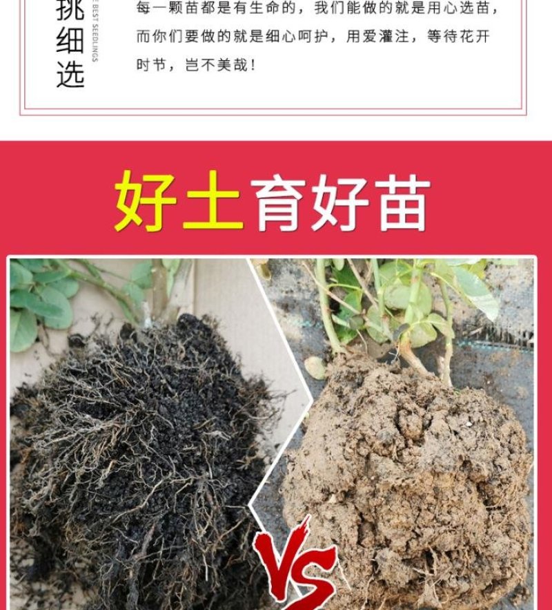 藤欧月蔷薇大苗藤本月季花苗庭院植物花卉玫瑰浓香大花四季开