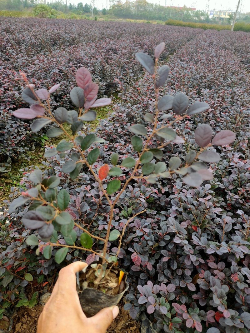 河南红花继木，红花继木，继木，双面红，继木苗