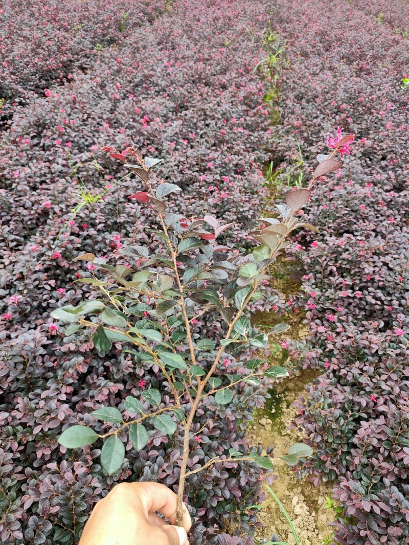 河南红花继木，红花继木，继木，双面红，继木苗