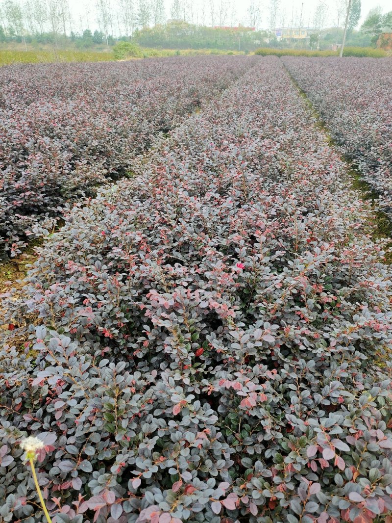 河南红花继木，红花继木，继木，双面红，继木苗