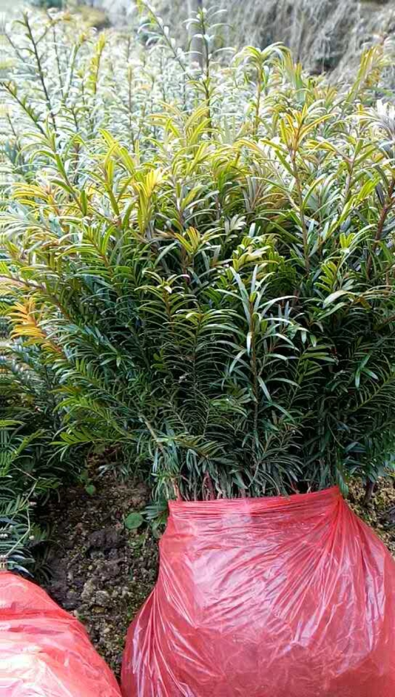 红豆杉小苗南方红豆杉树苗一年生小苗供应