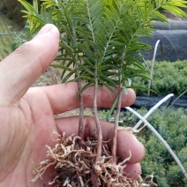 红豆杉小苗南方红豆杉树苗一年生小苗供应