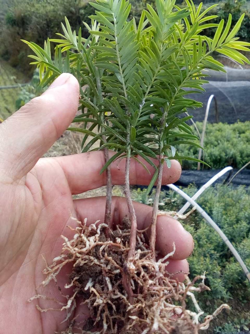红豆杉小苗南方红豆杉树苗一年生小苗供应