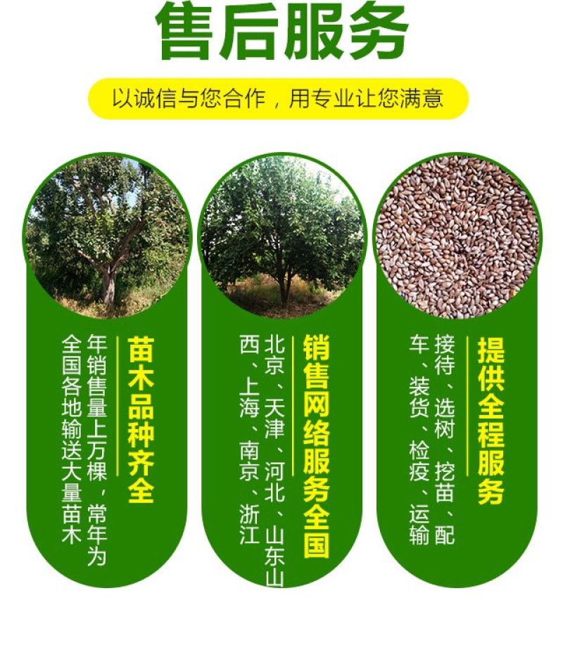 八棱海棠苗一年生八棱海棠实生苗价格可嫁接苹果