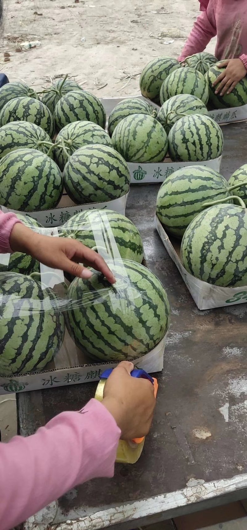 云南无籽美都西瓜一件代发电商供应链产地供货