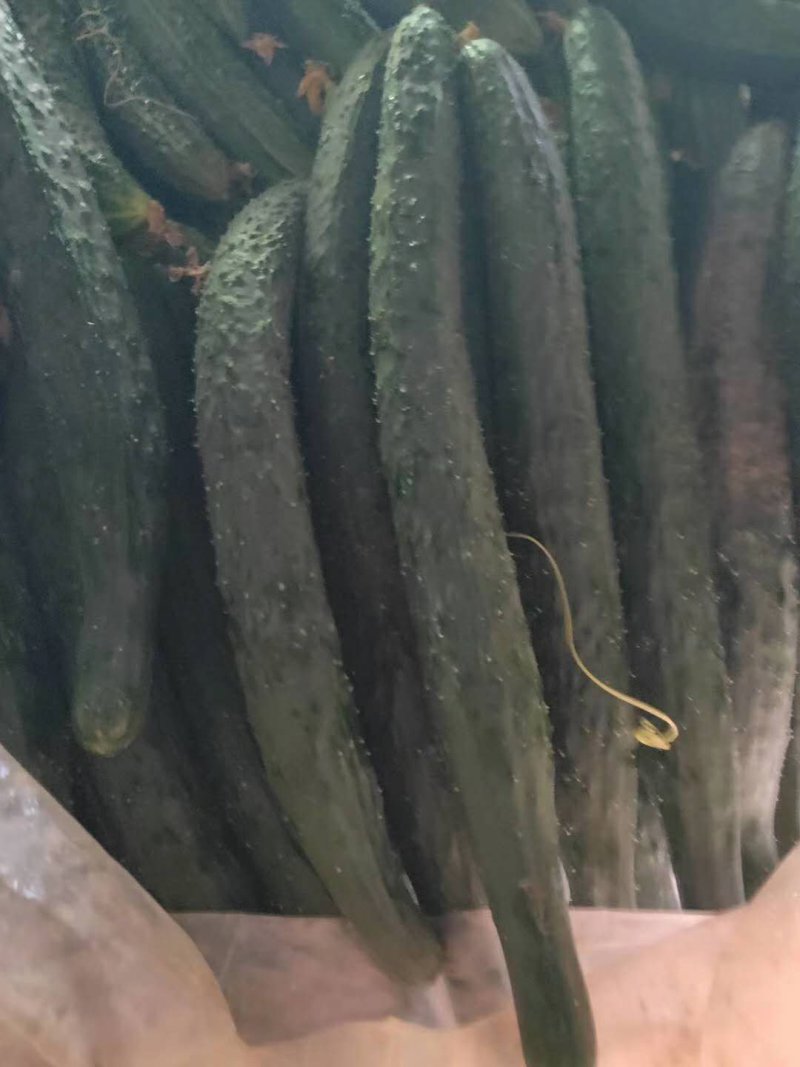 精品密刺黄瓜上市啦大量供应电商社区团购加工厂欢迎实地考察