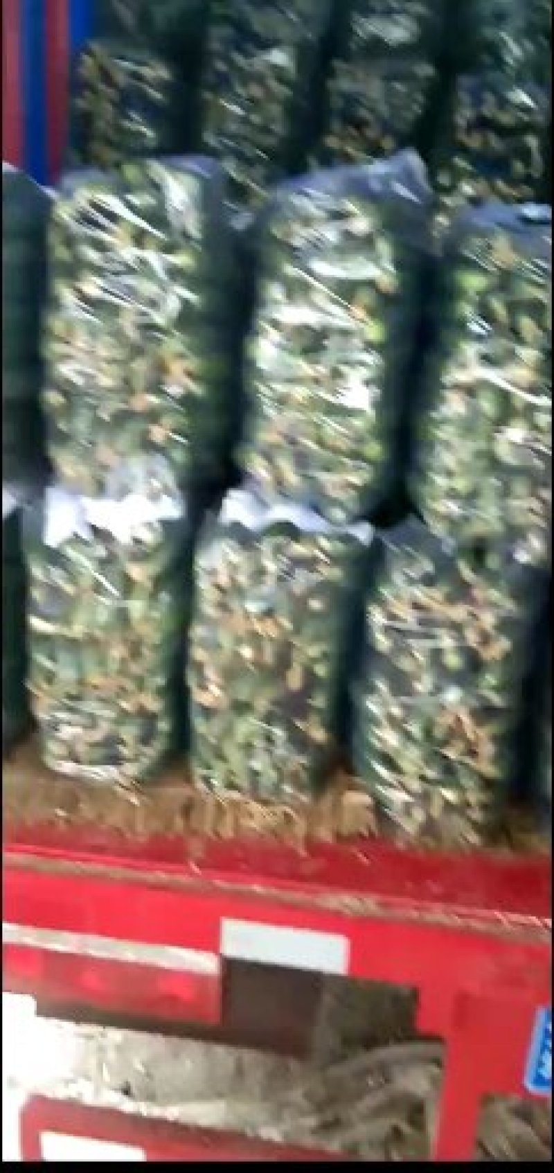 精品密刺黄瓜上市啦大量供应电商社区团购加工厂欢迎实地考察