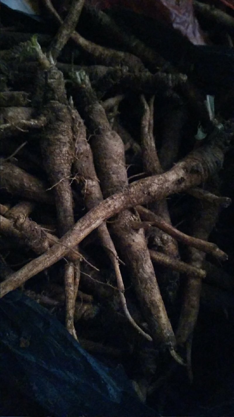 南方人参，南沙参又名泡参