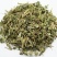 益母草，常年批发供应益母草，中草药