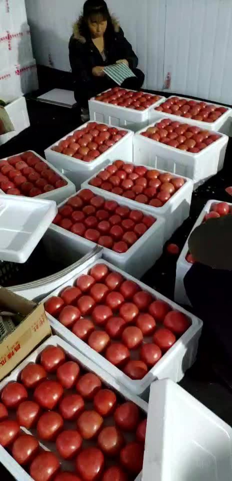 赤峰大城子暖棚硬粉精品西红柿大量现货欢迎新老客户前来选购