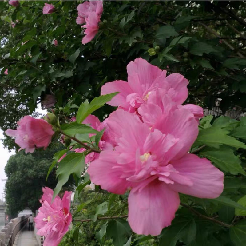 粉红色牡丹木槿重瓣大花木槿耐热耐寒盆栽地栽花苗