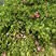 粉红色牡丹木槿重瓣大花木槿耐热耐寒盆栽地栽花苗