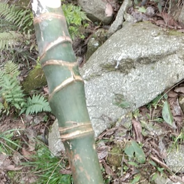 实心竹
