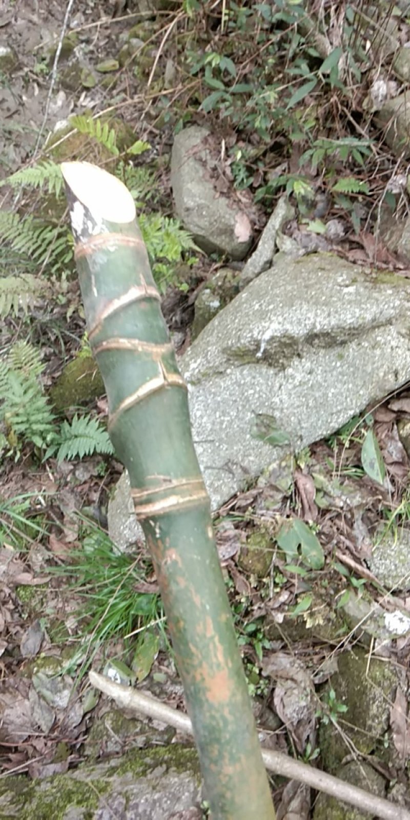 实心竹