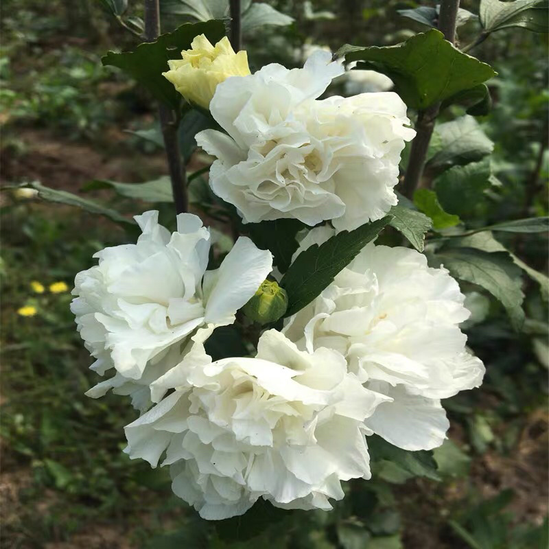 白木槿木槿树苗木槿花白花木槿花苗可食用
