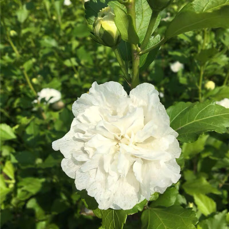 白木槿木槿树苗木槿花白花木槿花苗可食用