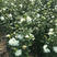 白木槿木槿树苗木槿花白花木槿花苗可食用
