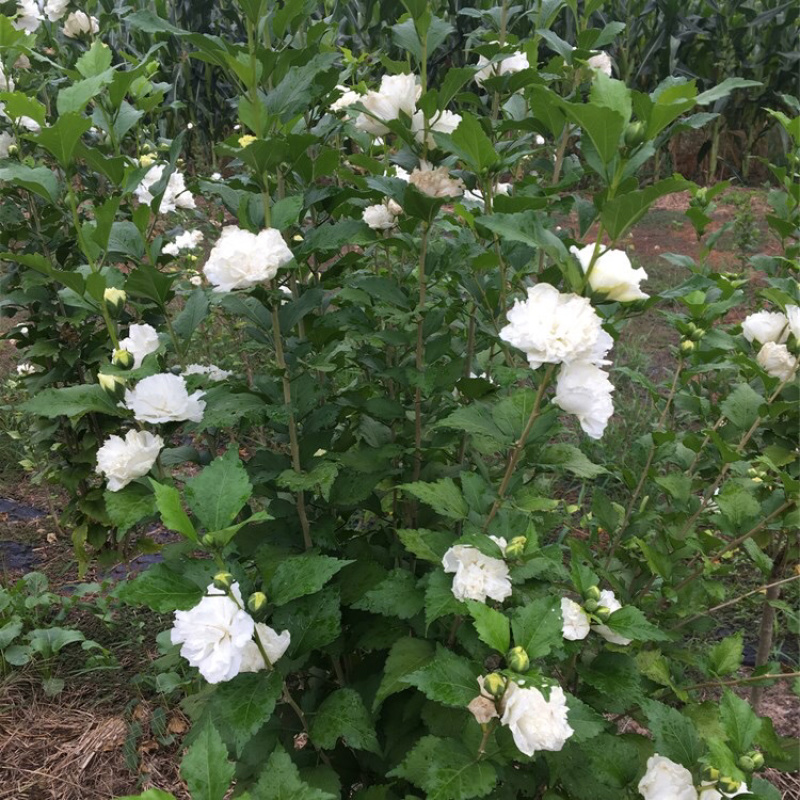 白木槿木槿树苗木槿花白花木槿花苗可食用