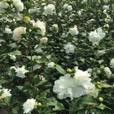 白木槿木槿树苗木槿花白花木槿花苗可食用
