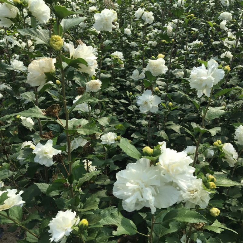 白木槿木槿树苗木槿花白花木槿花苗可食用