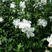 白木槿木槿树苗木槿花白花木槿花苗可食用