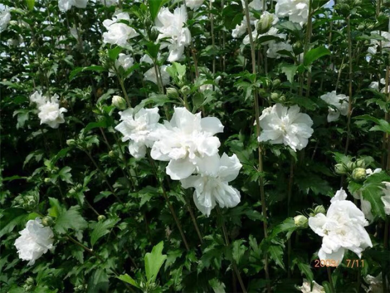 白木槿木槿树苗木槿花白花木槿花苗可食用